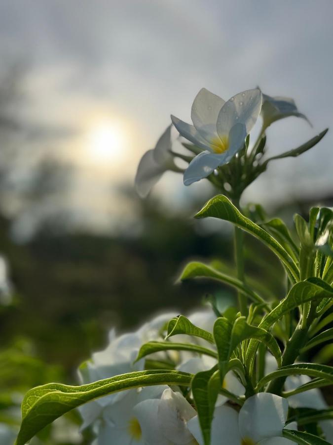 La Plumerias 莫阿尔博阿 外观 照片