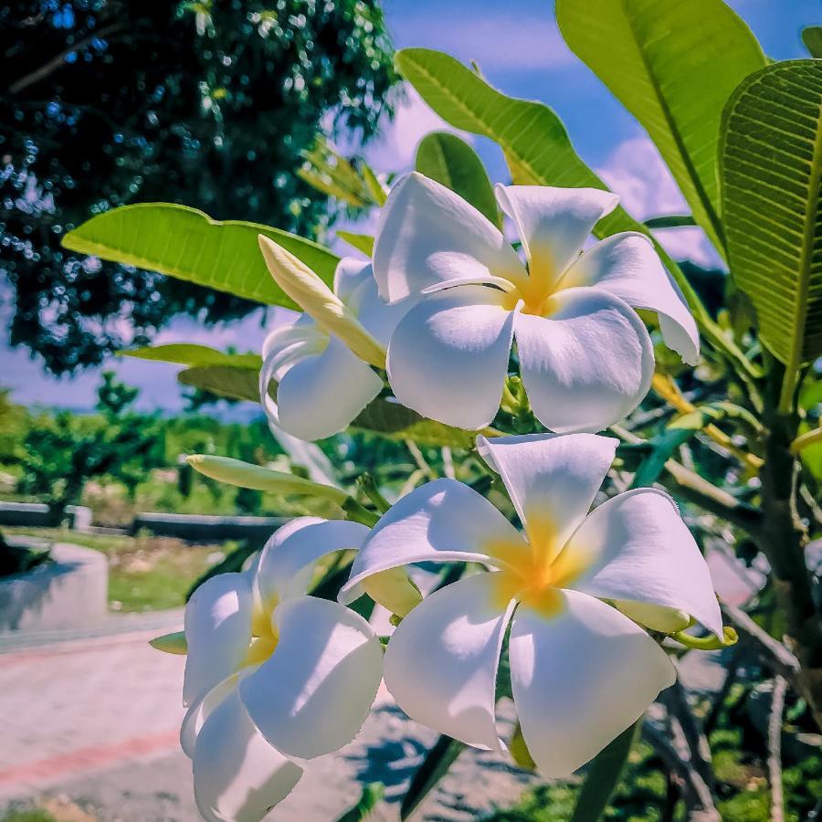 La Plumerias 莫阿尔博阿 外观 照片
