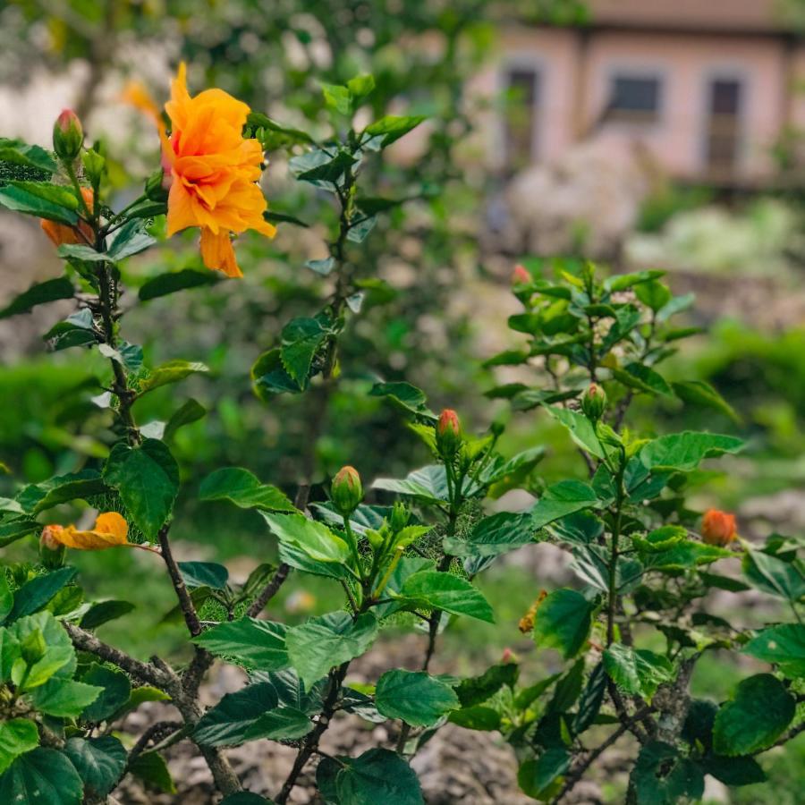 La Plumerias 莫阿尔博阿 外观 照片